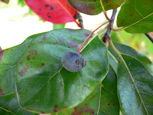 {Nyssa biflora}